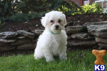 Bichon Frise Puppies for Sale
